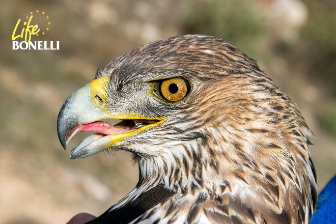 Detail of the head of Señora, a Bonelli’s Eagle wild-caught female.