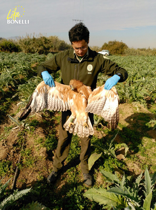 Environmental agents of Malaga and Fernando de la Cruz picking up the body of Oteo.