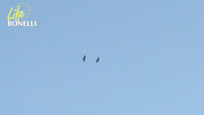 Vent, el macho, a la izquierda, y Bel, la hembra, a la derecha, volando juntos. Se observa que a Vent le falta una pluma primaria del ala izquierda. Se ha podido identificar cada ejemplar porque Vent lleva la antena del emisor de localización, lo que es visible a través del telescopio, mientras que Bel no la lleva, pues se le cayó en diciembre de 2013. Foto: Carlota Viada.