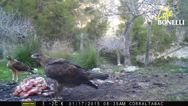 Como podéis comprobar en esta imágen de foto-trampeo, las águilas de Bonelli Dante y Daimiel han sido pilladas juntas 'carroñeando'