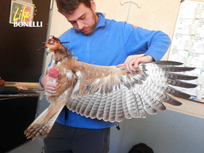 Varios momentos del marcaje del águila de Bonelli que será trasladada próximamente a Mallorca.