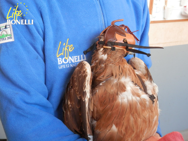 Varios momentos del marcaje del águila de Bonelli que será trasladada próximamente a Mallorca.