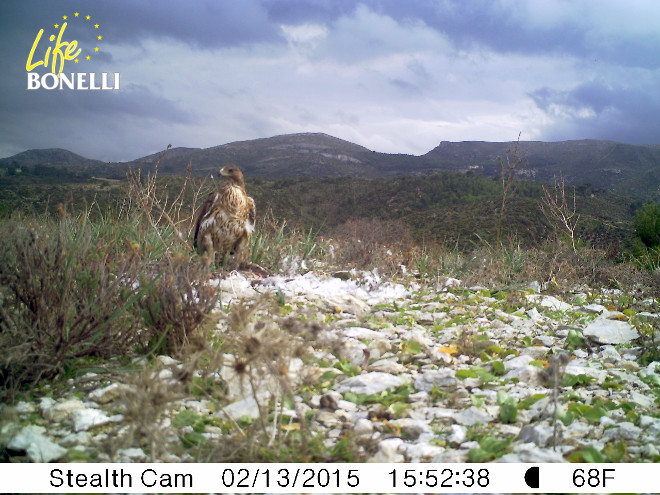 Daimiel, comiendo una gaviota. Se puede observar cómo tiene las patas más abiertas de lo normal, consecuencia de la doble rotura que sufrió.