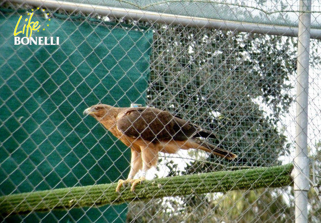 Estepa en la instalación de aclimatación. El fuerte viento racheado la puso muy nerviosa, lo que motivó que se abriera la jaula antes de lo previsto, para que pudiera guarecerse en la copa de algún gran árbol. Por fortuna, eso fue lo que hizo y su adaptación ha sido inmejorable.