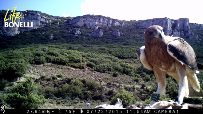 The Bonelli’s Eagle Artois, at the feeding point.