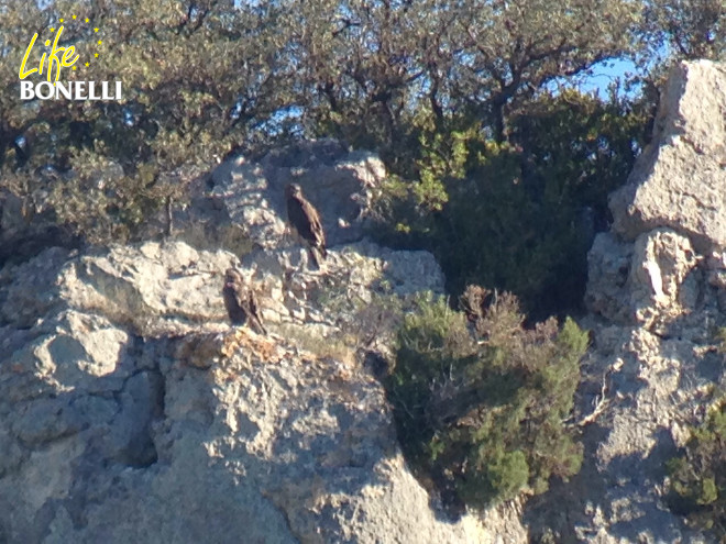 Artois y Ardenne, águilas de bonelli, en los alrededores del hacking