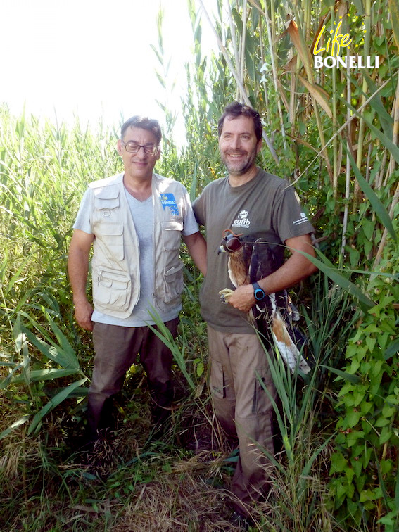 Momento de la recaptura de Escorial en una zona húmeda. A la izquierda un voluntario del LIFE BONELLI, Xavier Gassó, junto a Luis Parpal, director del LIFE BONELLI en Mallorca, saliendo del cañizal donde gracias al GPS fue posible encontrarlo, tras cruzar un canal.