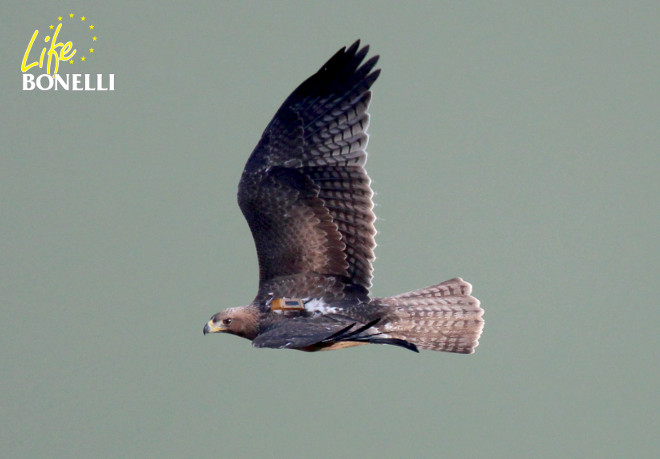 The Bonelli’s Eagle Dueña. Photo: Juan Jaramillo