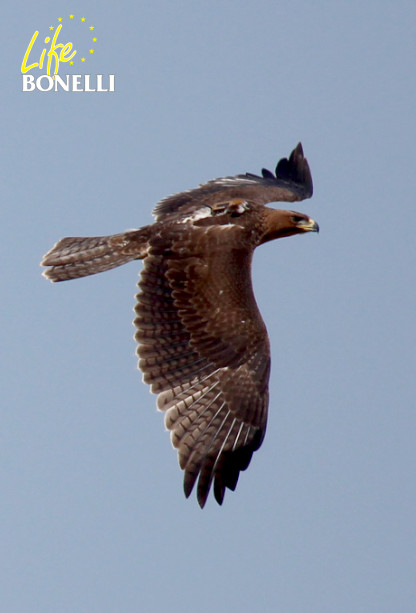 Joven águila de Bonelli marcada con emisor, con unos 90 días de edad. Foto: Juan Jaramillo.