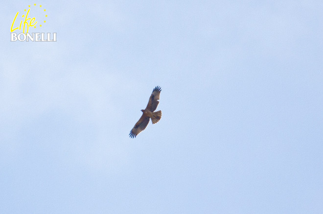 Dalía on October 2, 2014, in her dispersion area, when she already had one feather broken (the sixth secondary) in her left wing, surely diving down for a prey ending up between branches or bushes. Photo: Javi Quintana / GORA.