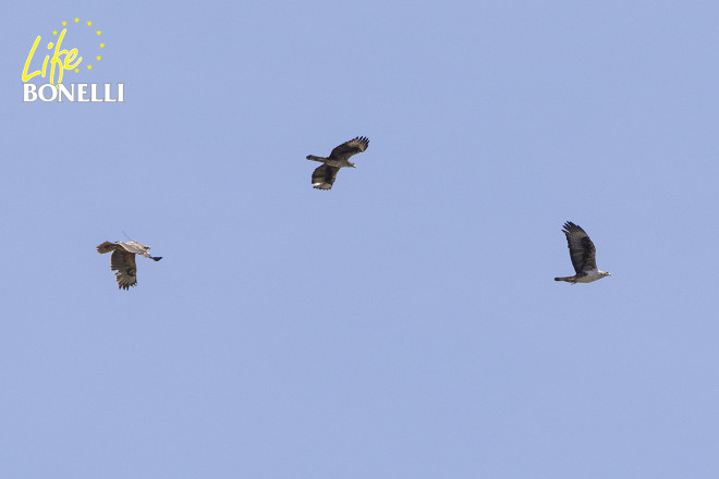 Dalía vuela detrás de la pareja formada por Vent (al que también le falta una pluma en el ala izquierda) y Bel. No parece una escena muy agresiva, ¿verdad? Foto: Bob Burgess.