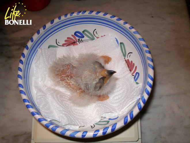 A newborn Bonelli’s Eagle chick in the breeding centre for this species in Ardèche (France).