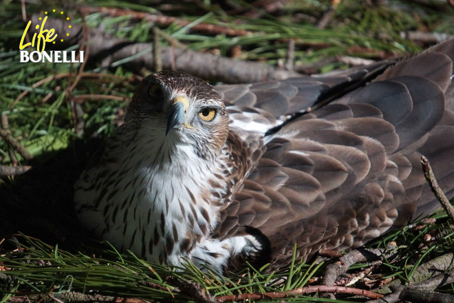 One of the Bonelli’s Eagles of the breeding centre in Vendée (France), sitting on her eggs.