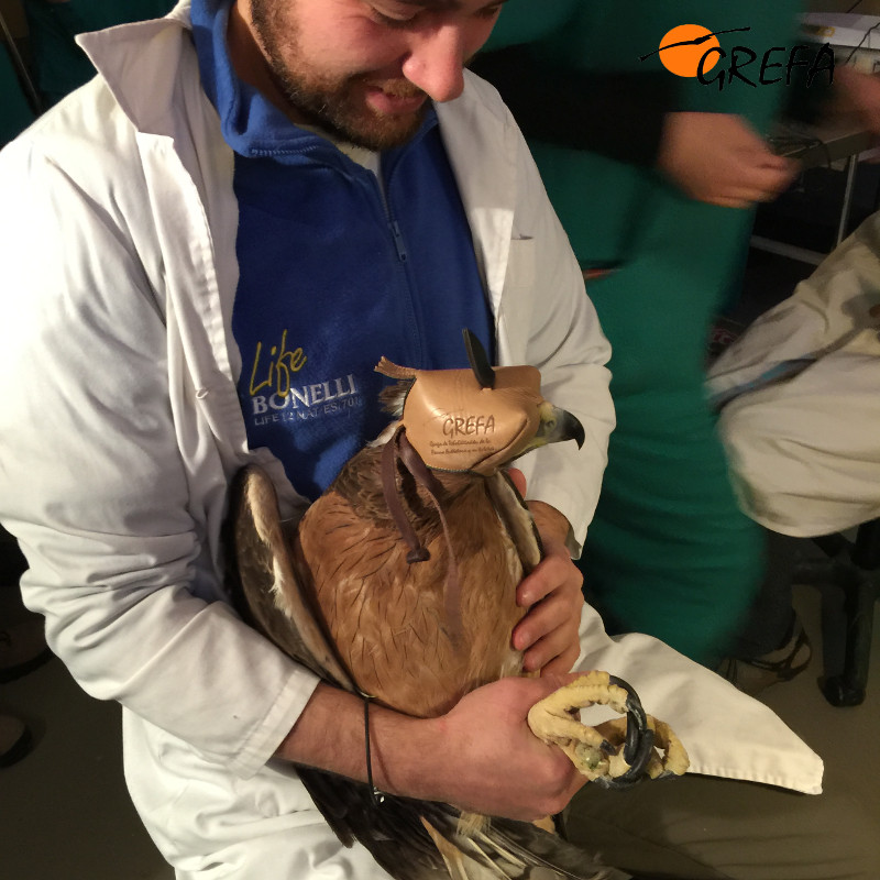 En las fotografías, diferentes momentos en el trascurso del chequeo del que fue objeto la nueva águila de Bonelli que ha ingresado en GREFA.