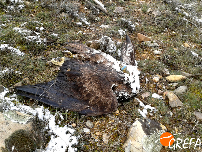 Cadáver del águila de Bonelli seguida por GREFA que murió víctima del veneno en la provincia de Guadalajara. Foto: GREFA.