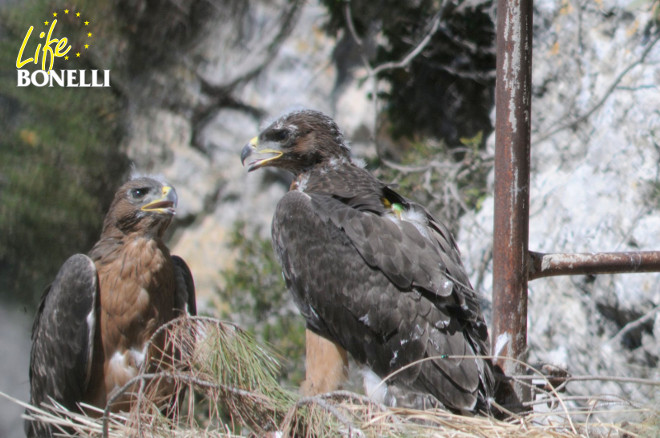 Vent, on the right, with Pal, in the hacking nest, just arrived at the Tramuntana Mountains in Mallorca. Photo: Oriol Domenech.