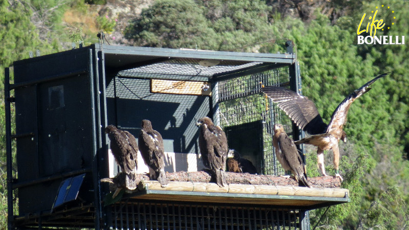 The six new Bonelli’s Eagles in the hacking.