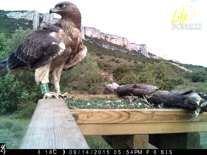 Ardenne feeding near the releasing point. 