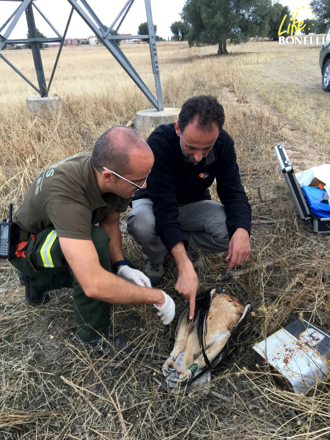 Fernando González, chief veterinarian of GREFA, shows a forest officer of the Community of Madrid where the electric shock entered the body of Argonne where she had been found.