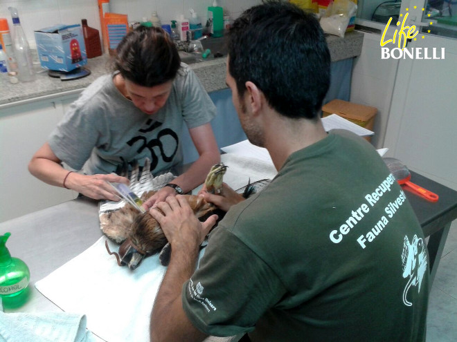 os especialistas del COFIB atienden a "Escorial" tras el rescate del que fue objeto pocos días después de echar a volar en Mallorca. Foto COFIB.