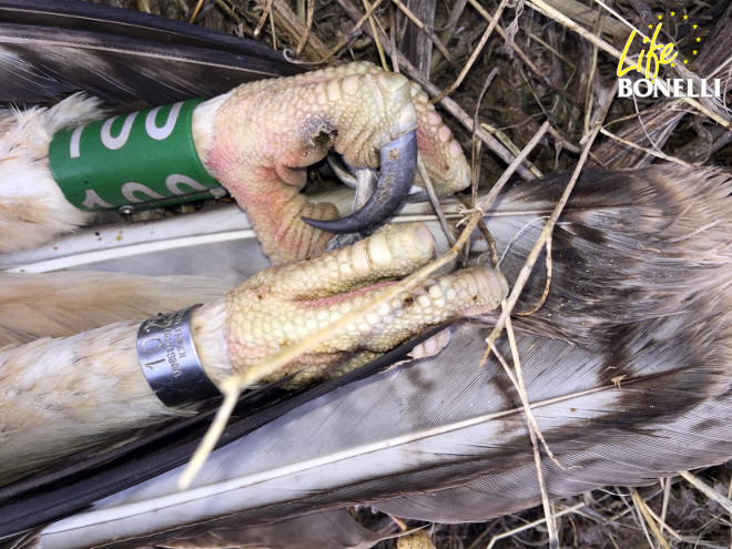 Esta fotografía muestra la entrada por ambas patas de 'Argonne' del latigazo de descarga eléctrica que provocó su muerte.