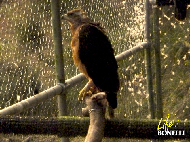 El macho 'Estero' en la jaula-hacking instalada en la zona de liberación de Mallorca. Se aprecia la carencia de plumas en la cabeza como consecuencia del duro postoperatorio que superó en el Hospital de Fauna Salvaje de GREFA.