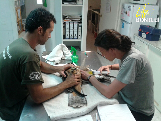 Escorial, atendido por los servicios veterinarios en el hospital de Fauna del COFIB