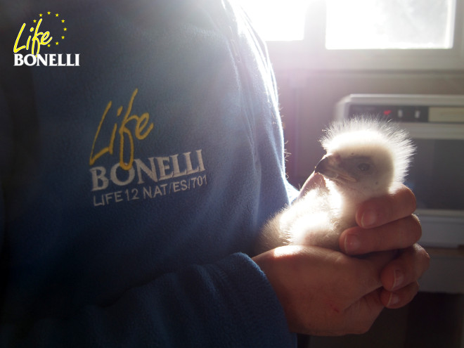 One of the chicks of Bonelli’s Eagle born in 2015 in the breeding centre of the species at GREFA.