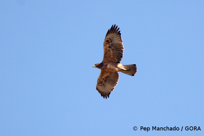 Deià flying over her dispersion area in the south of Mallorca this past October 4.  Photo: Pep Manchado / GORA.