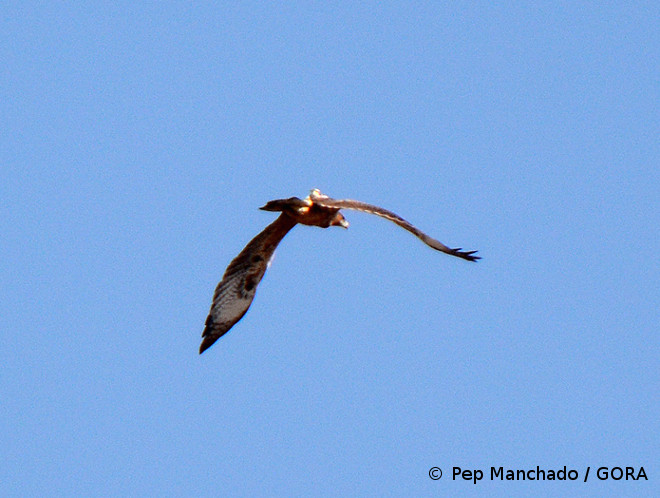 Deià con su emisor visible a la espalda y el buche lleno, señal de que ha comido hacía pocas horas. Foto: Pep Manchado / GORA. 