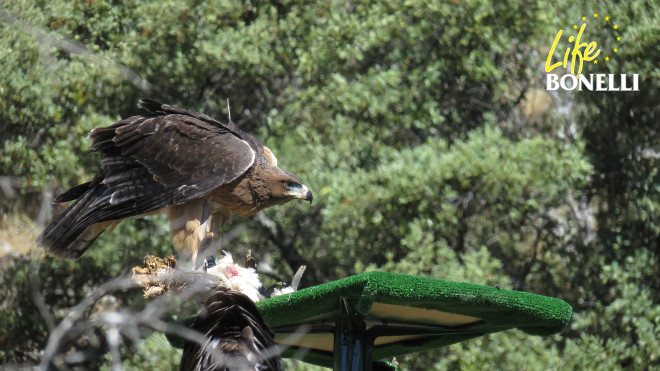 Argonne, on one of the feeding points installed in the releasing zone of the Bonelli’s Eagles in the western mountains of Madrid.