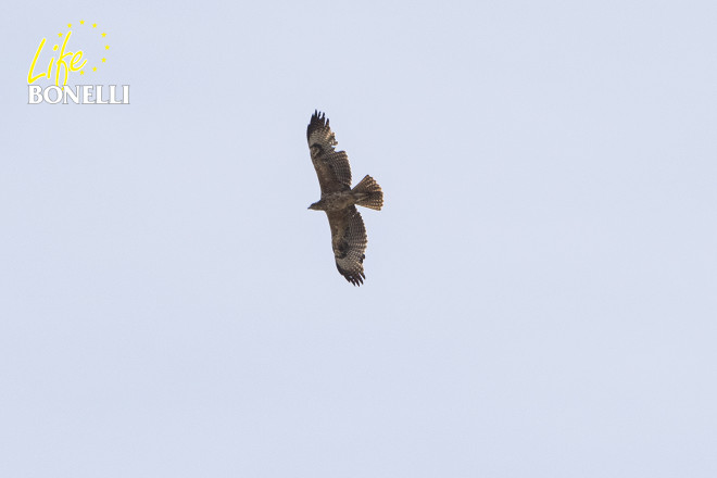 Fotografía del águila de Bonelli 'Dalía', realizada por un turista inglés, Bob Burguess, el 30 de abril de 2015. Resulta muy interesante observar el desastroso estado del plumaje de este inmaduro liberado en Mallorca en 2014.