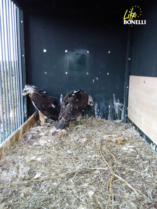 'Marne' y 'Flandres', las dos águilas de Bonelli criadas en cautividad en Francia, reposan en el hacking emplazado en la zona de reintroducción madrileña antes de su liberación definitiva.