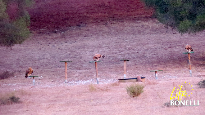 Three young Imperial Eagles eating.