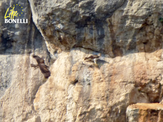 El águila de Bonelli "Fila" (en vuelo, a la izquierda) y el macho de esta pareja, "Thor" (posado). Foto: Carmelo Fernández.