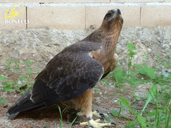 Bonelli’s Eagle