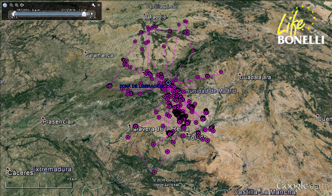 Movimientos efectuados por 'Álora' durante su dispersión juvenil por el centro peninsular.