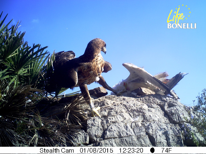 Dílar at the support feeding point where she was fed for three months, with a yellow-legged gull.