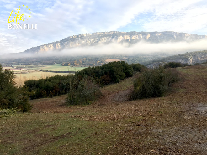 Desbroces realizados en los comunales de Lumbier. Foto A. Llamas