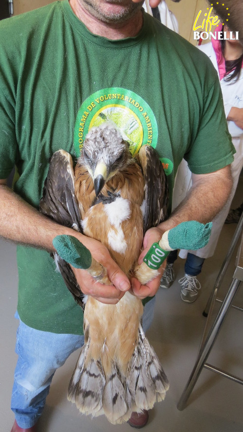 La hembra de águila de Bonelli 'Verdún' en el día de su marcaje con emisor.