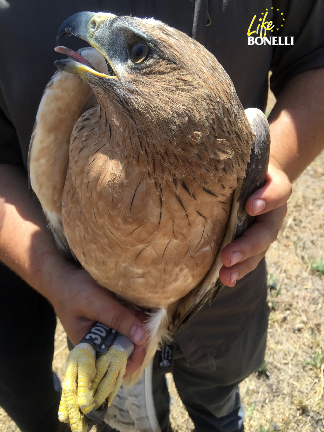 Aspecto del águila de Bonelli joven cedida por la Generalitat Valenciana