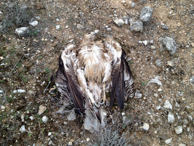 Águila imperial subadulta electrocutada en Brea de Tajo (Madrid).