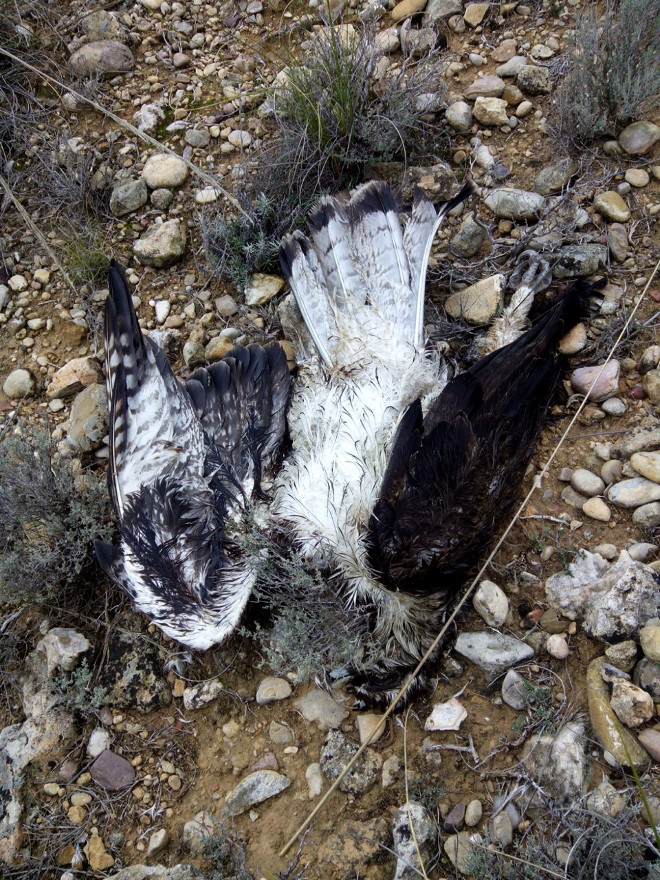 Águila de Bonelli adulta sin marcar electrocutada en Estremera (Madrid).