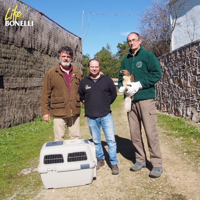 Momento en el que el CREA de Córdoba cede a 'Frax' al equipo de GREFA / LIFE Bonelli.