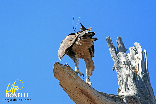 'Haza' con sus dos anillas en verano de 2015. Foto: Sergio de la Fuente.