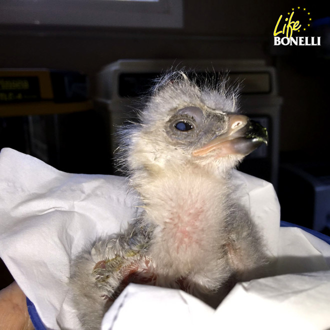 Primer plano del pollo de águila de Bonelli nacido hoy en el centro de GREFA.