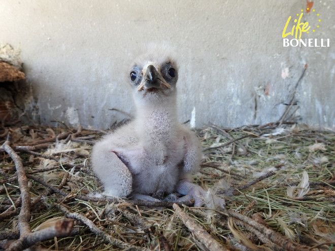 Uno de los pollos de águila de Bonelli nacidos en 2016 en el centro de cría de GREFA.