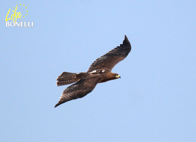 'Dueña', con su emisor GPS a la vista, surca los cielos. Foto: Juan Jaramilo.