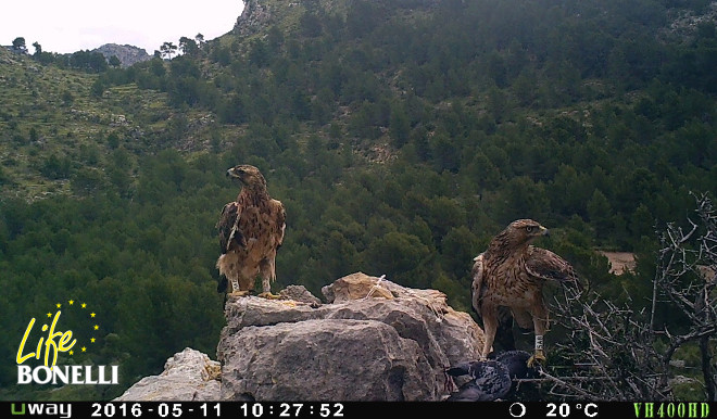 'Deià', la primera águila de Bonelli que nació en Mallorca... ¡está emparejada!