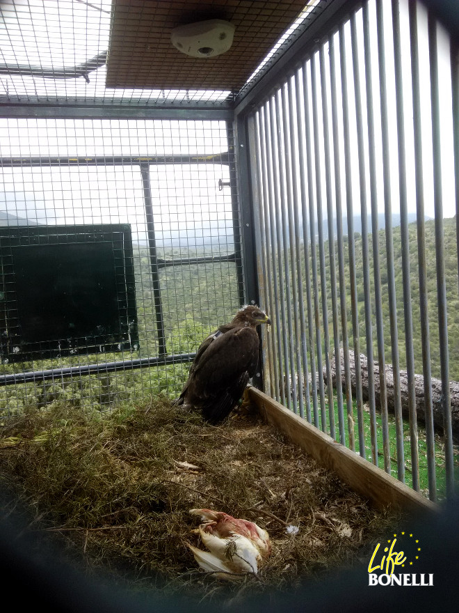 El águila de Bonelli 'Adra' reposa en su plataforma de liberación.